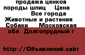 продажа ценков породы шпиц  › Цена ­ 35 000 - Все города Животные и растения » Собаки   . Московская обл.,Долгопрудный г.